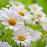 Chamomile: The Soothing Elixir
